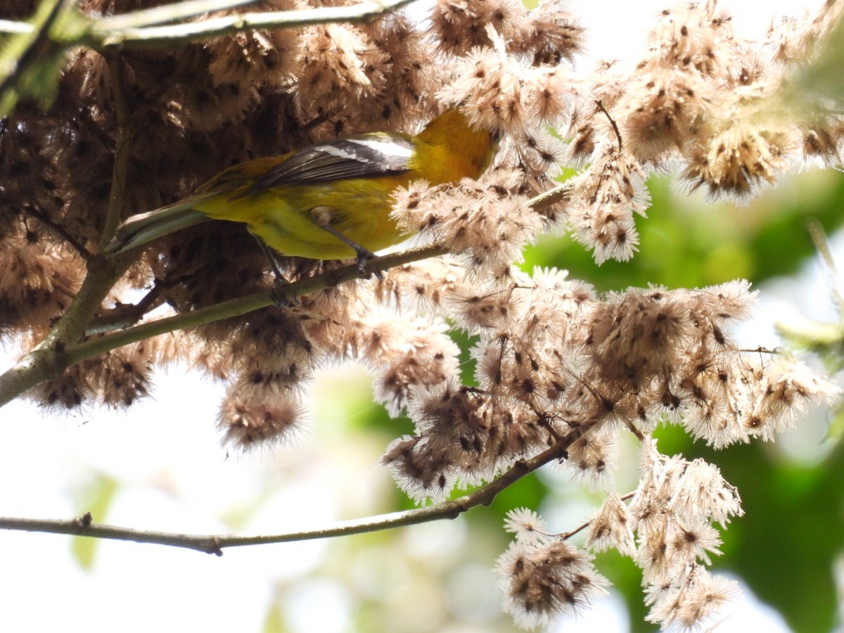 White-winged Tanager - ML619390530