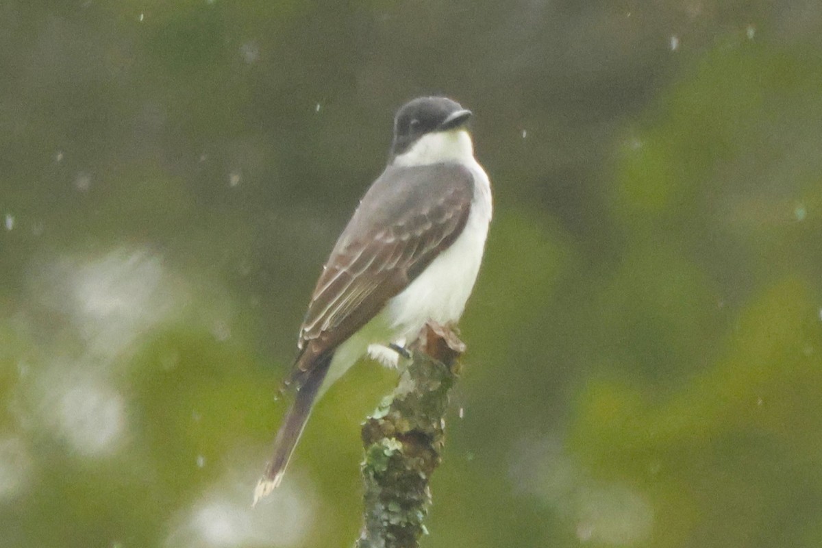 Eastern Kingbird - Joseph Mittura