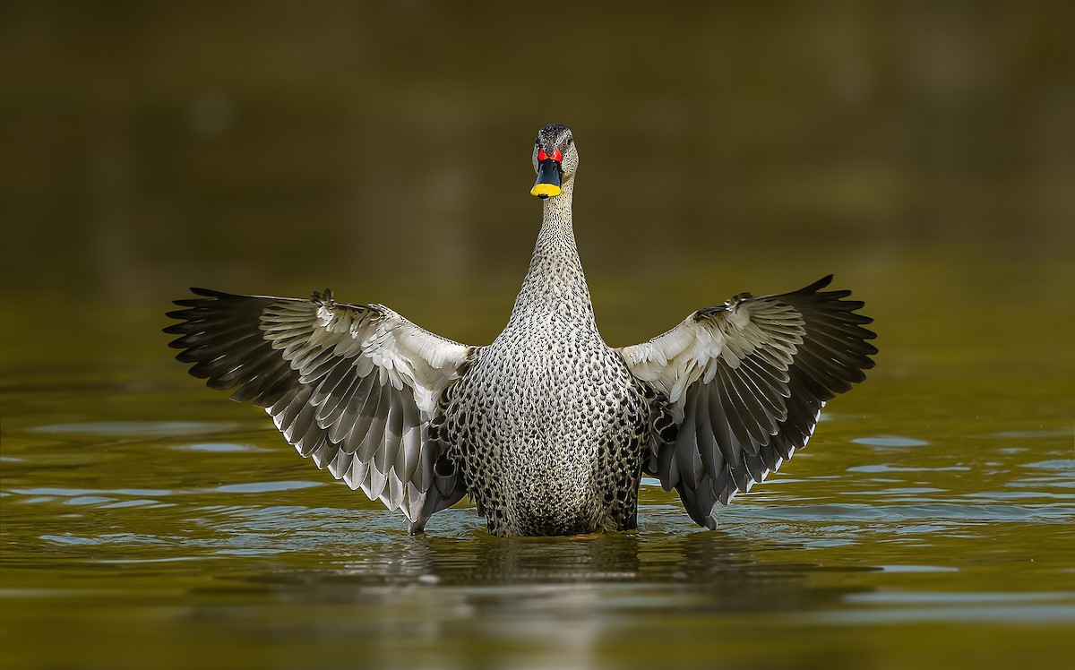 Indian Spot-billed Duck - Rahul Chakraborty