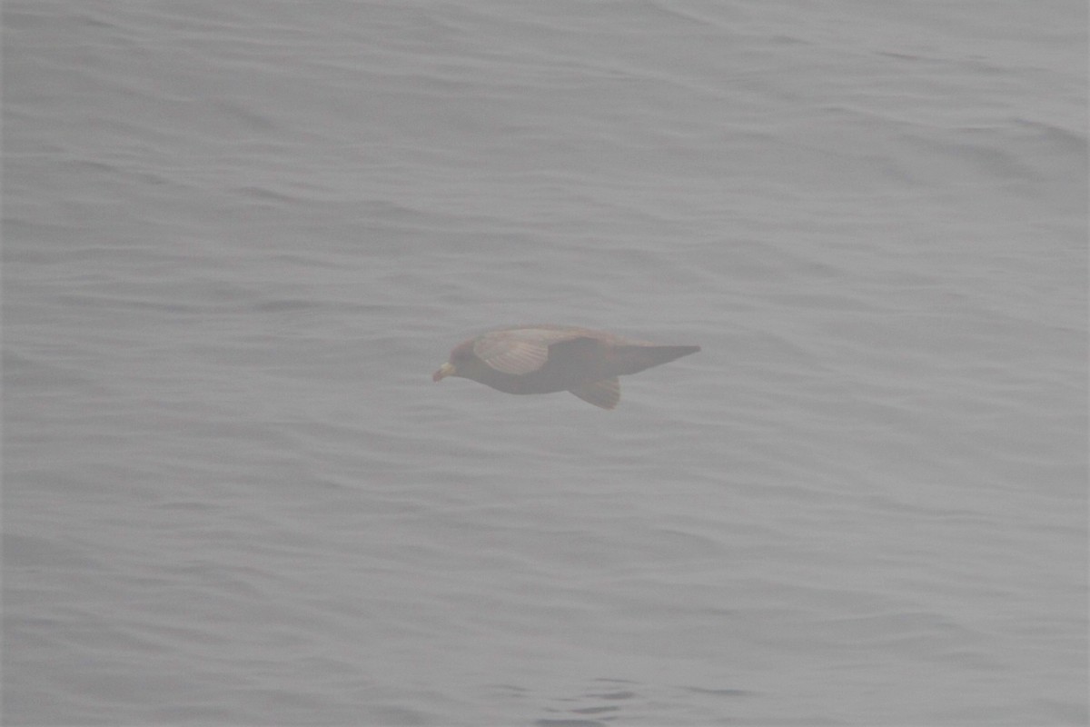 Northern Fulmar - Anonymous