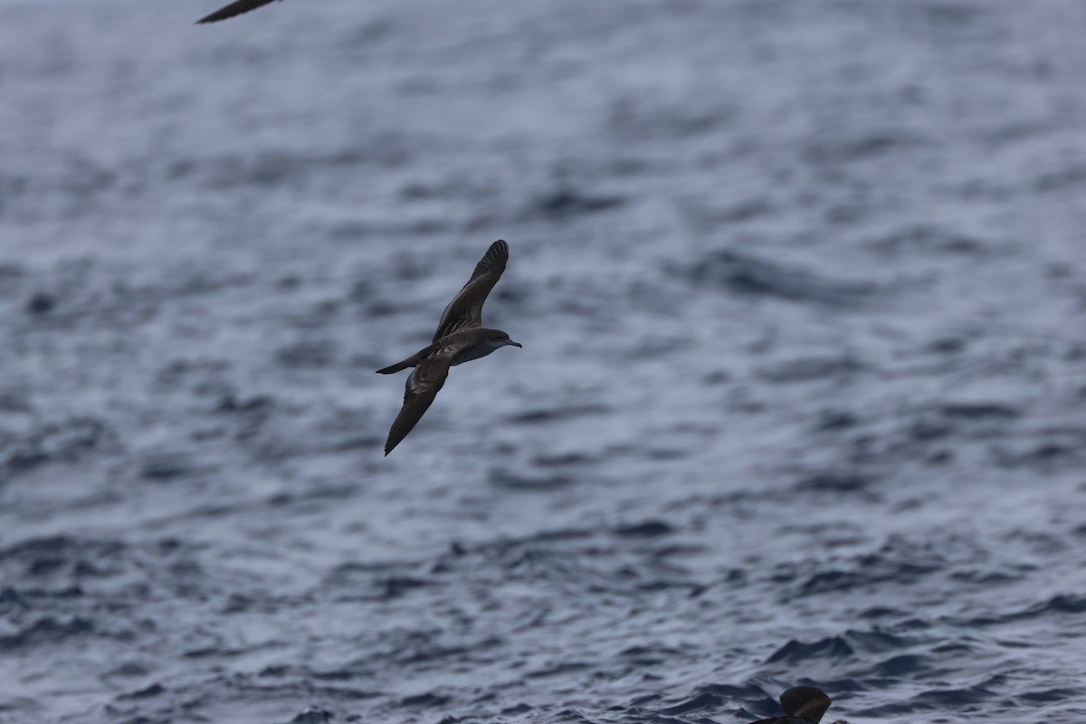 Wedge-tailed Shearwater - Chi-Hsuan Shao