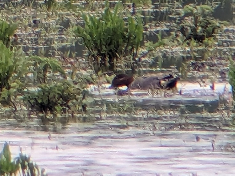 Green-winged Teal - Jason Hedlund