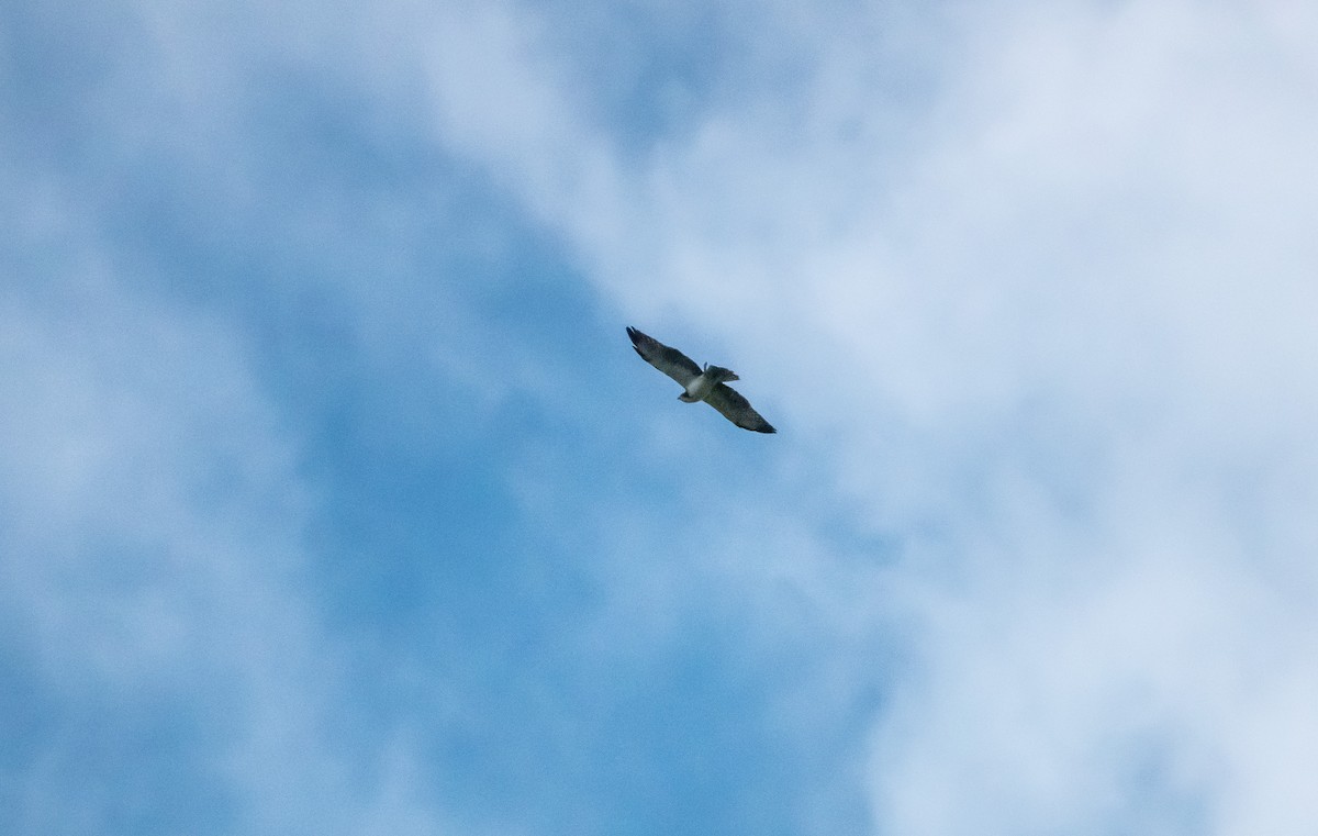 Short-tailed Hawk - Laura Voight