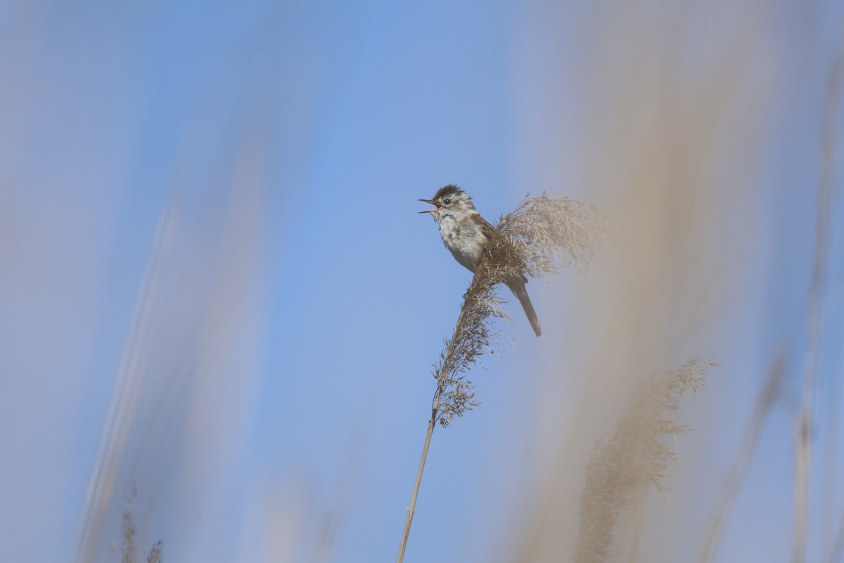 Great Reed Warbler - Hüseyin Çiçek