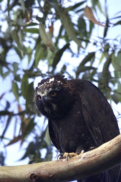 Black Hawk-Eagle - Janaina Almeida