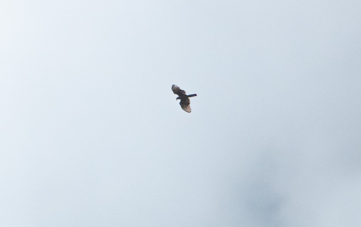 Hook-billed Kite - ML619390587