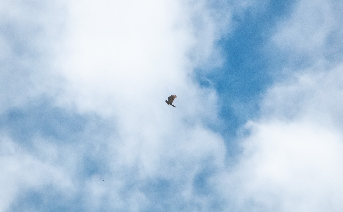 Hook-billed Kite - ML619390591