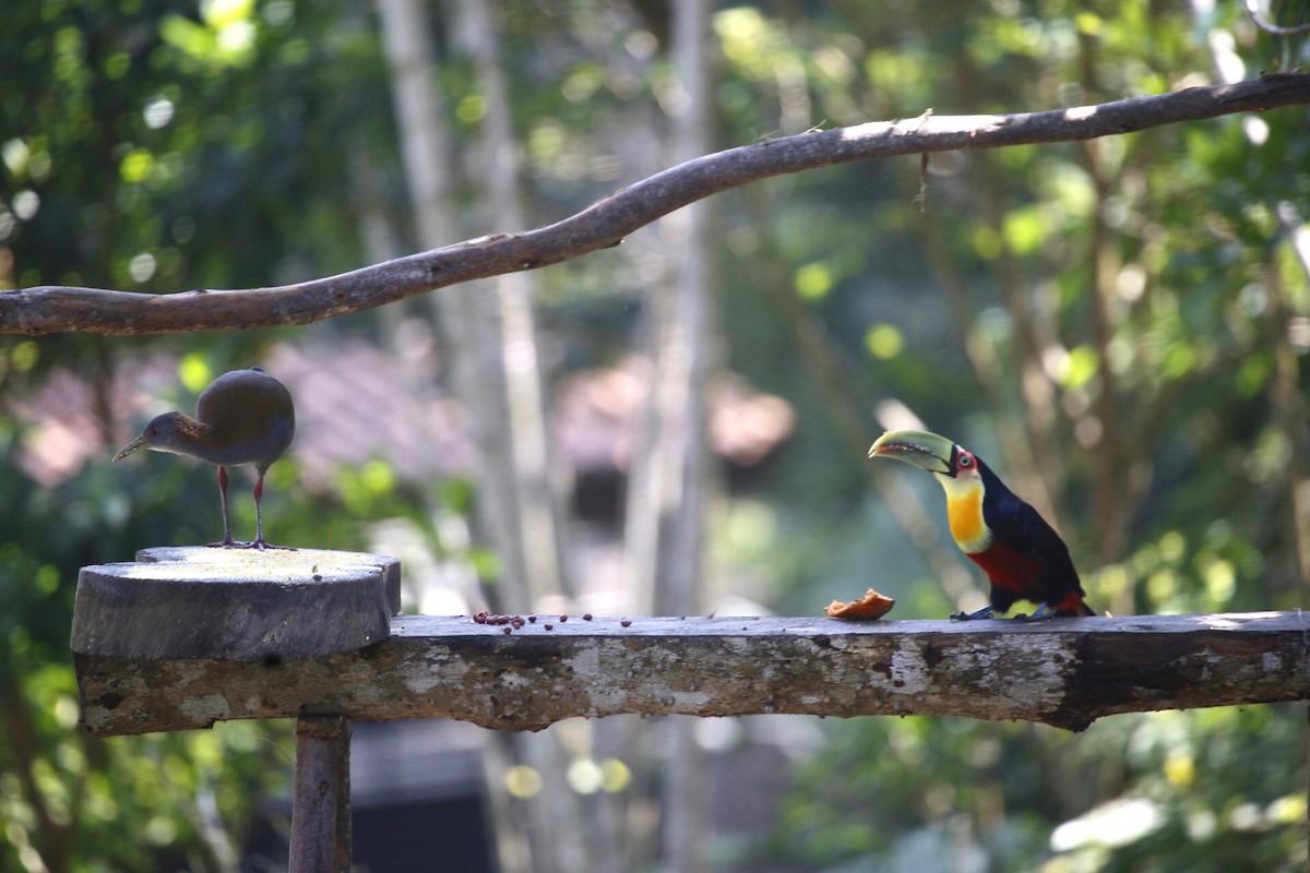 Slaty-breasted Wood-Rail - Janaina Almeida