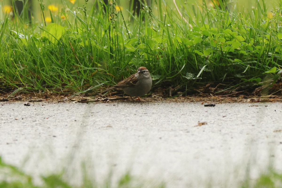 Song Sparrow - Joseph Mittura