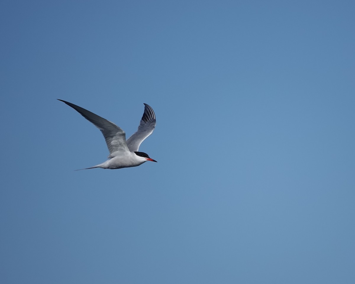 Common Tern - ML619390610