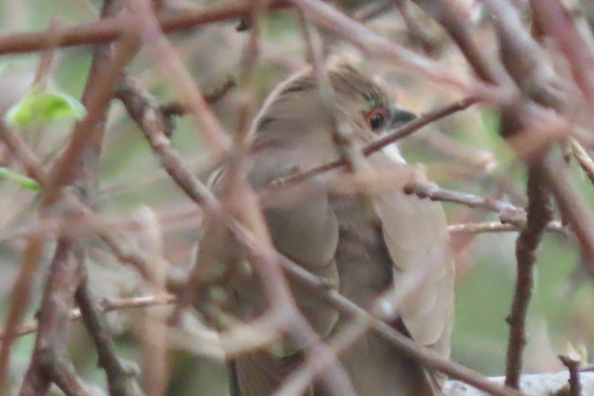 Black-billed Cuckoo - ML619390657