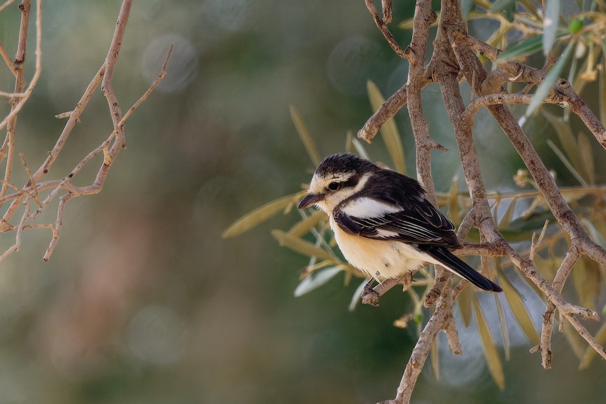 Masked Shrike - Andrew Jarwick