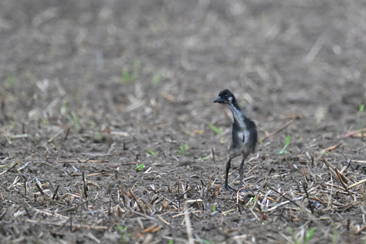 White-breasted Waterhen - Ting-Wei (廷維) HUNG (洪)