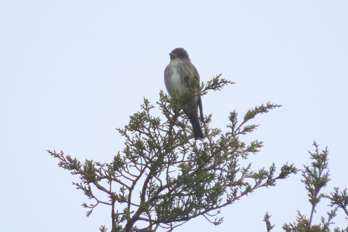 Olive-sided Flycatcher - stuart varney