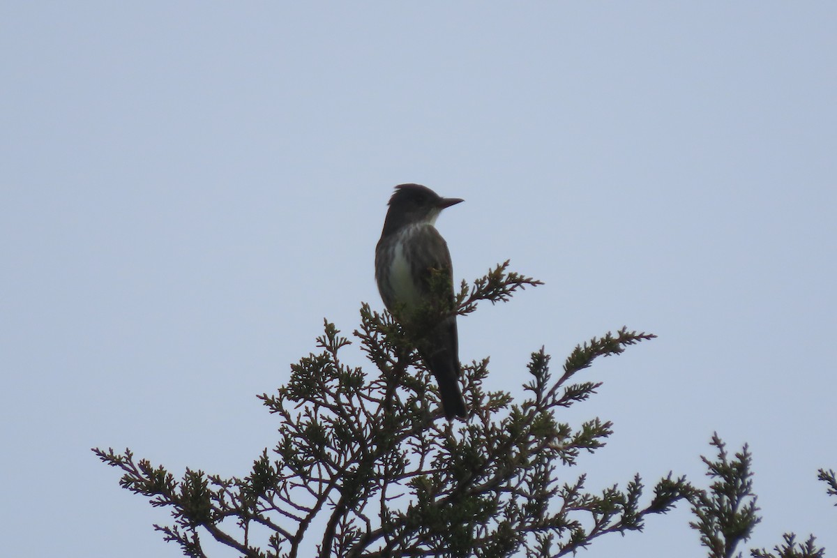 Olive-sided Flycatcher - stuart varney