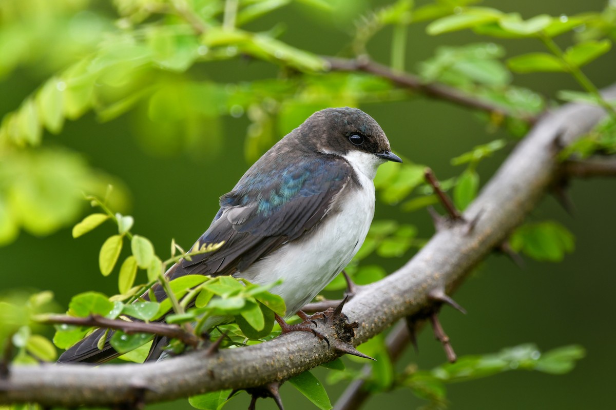 Tree Swallow - ML619390666