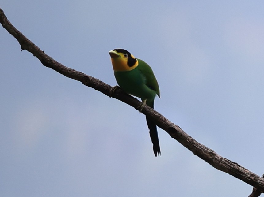 Long-tailed Broadbill - ML619390670