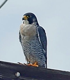 Peregrine Falcon - Maciej  Kotlarski