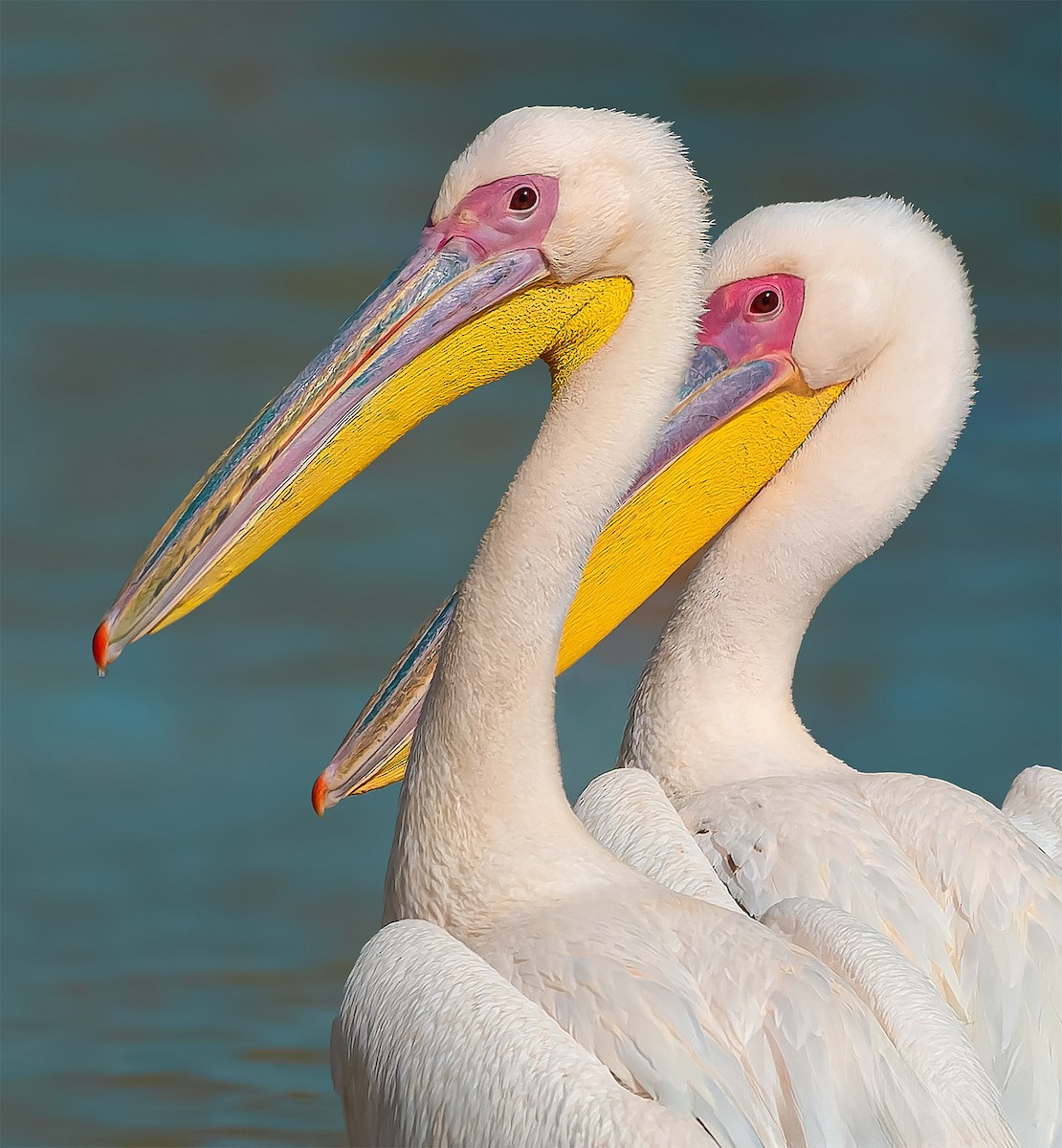 Great White Pelican - Rahul Chakraborty