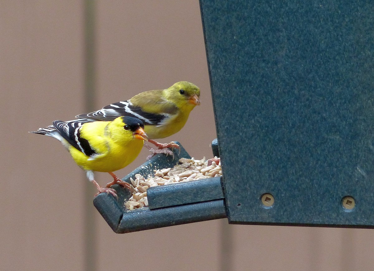 American Goldfinch - Sharon Kennedy