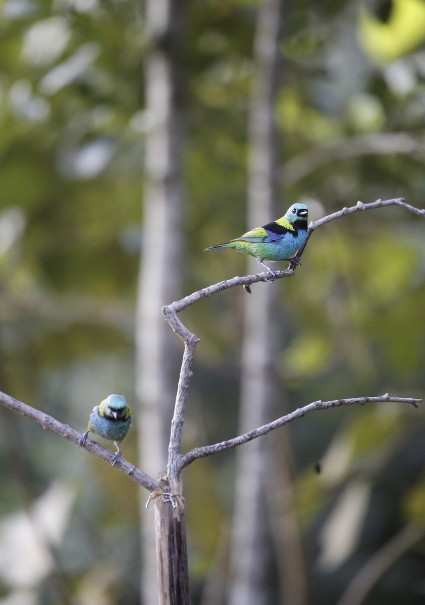 Green-headed Tanager - Janaina Almeida