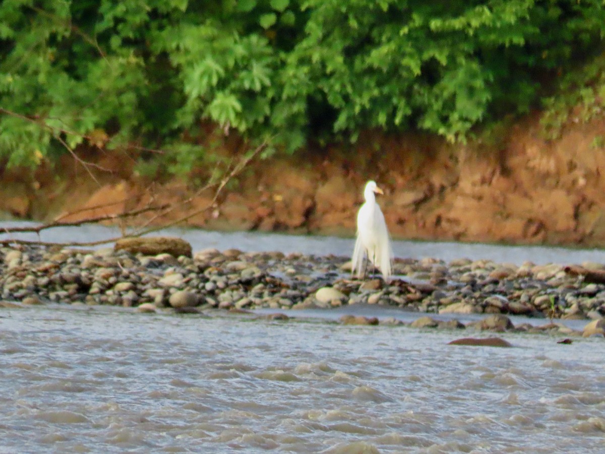 Capped Heron - ML619390695