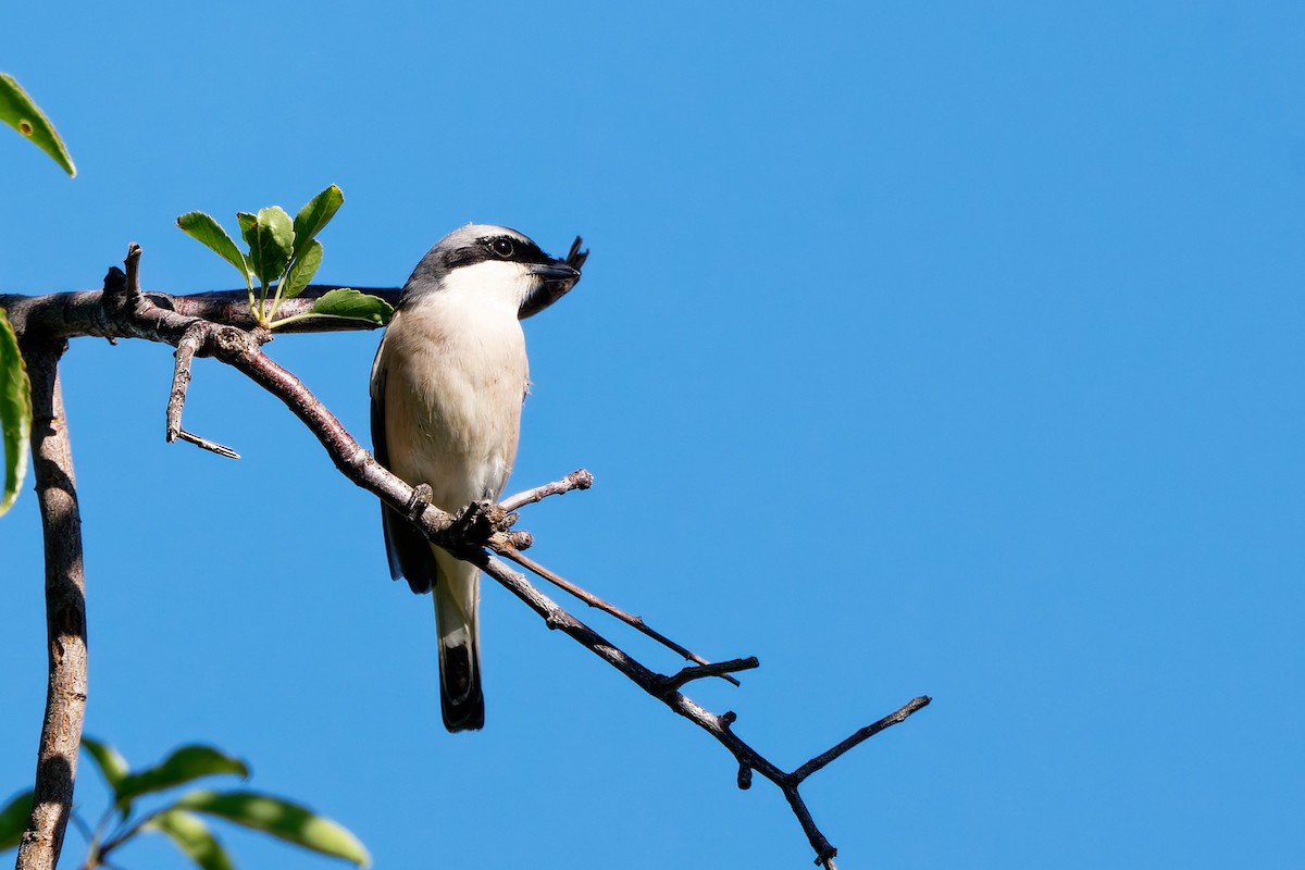 Lesser Gray Shrike - Andrew Jarwick