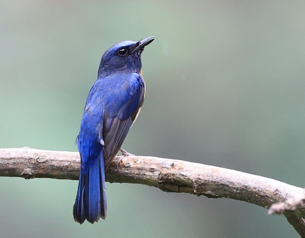 Blue-throated Flycatcher - Vijaya Lakshmi