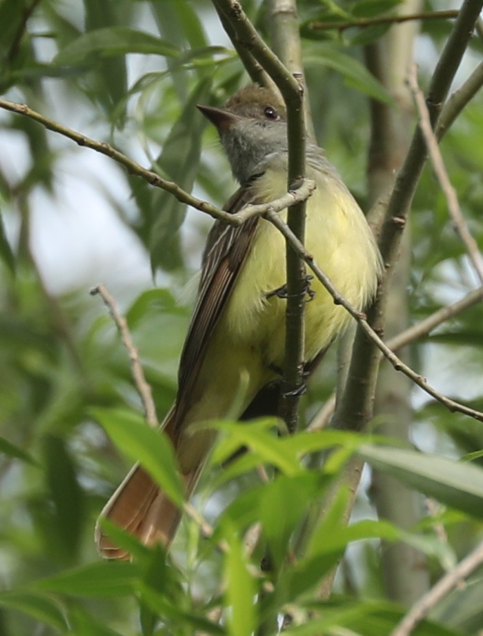 Great Crested Flycatcher - ML619390712