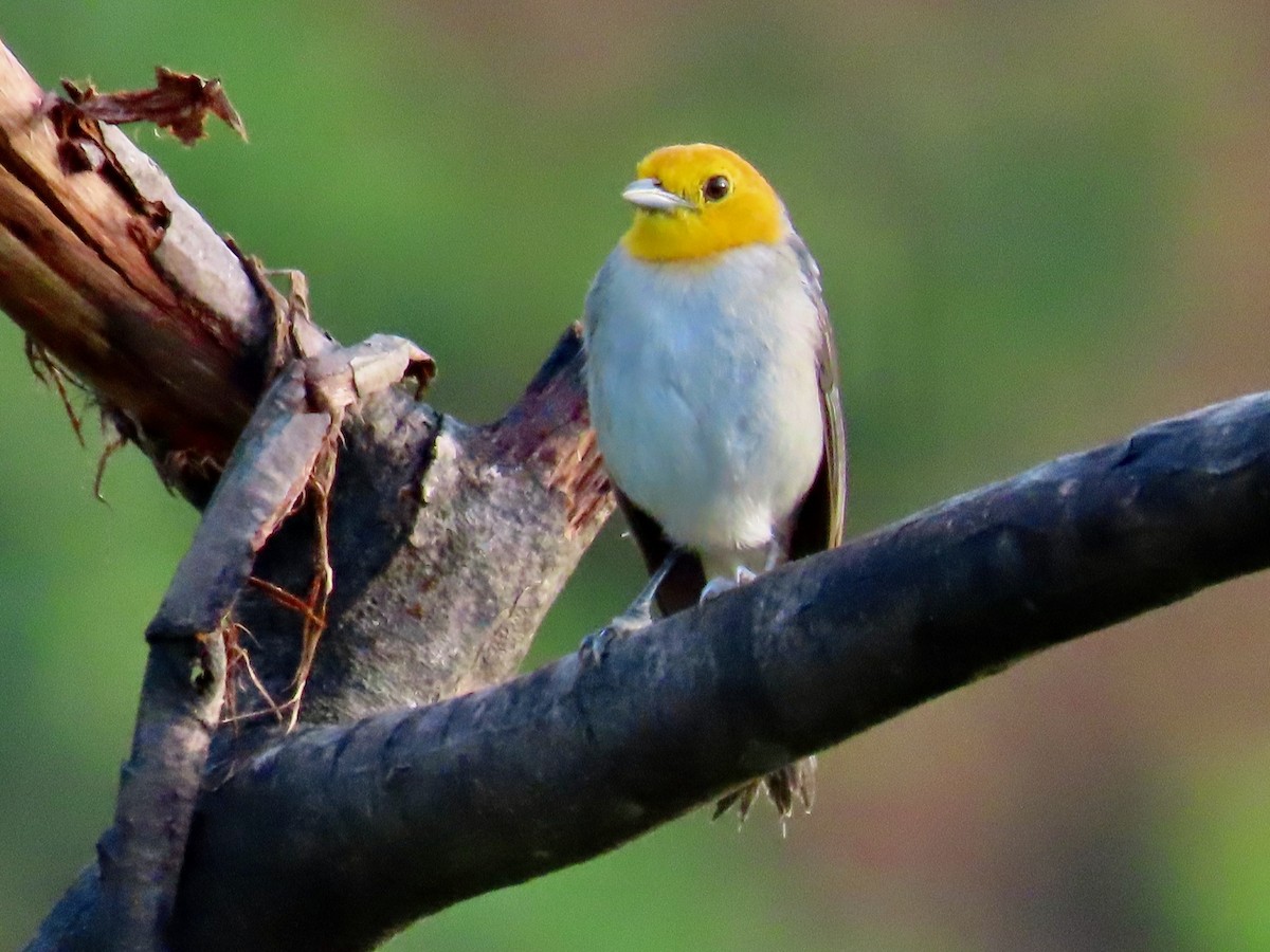 Orange-headed Tanager - Greg Vassilopoulos