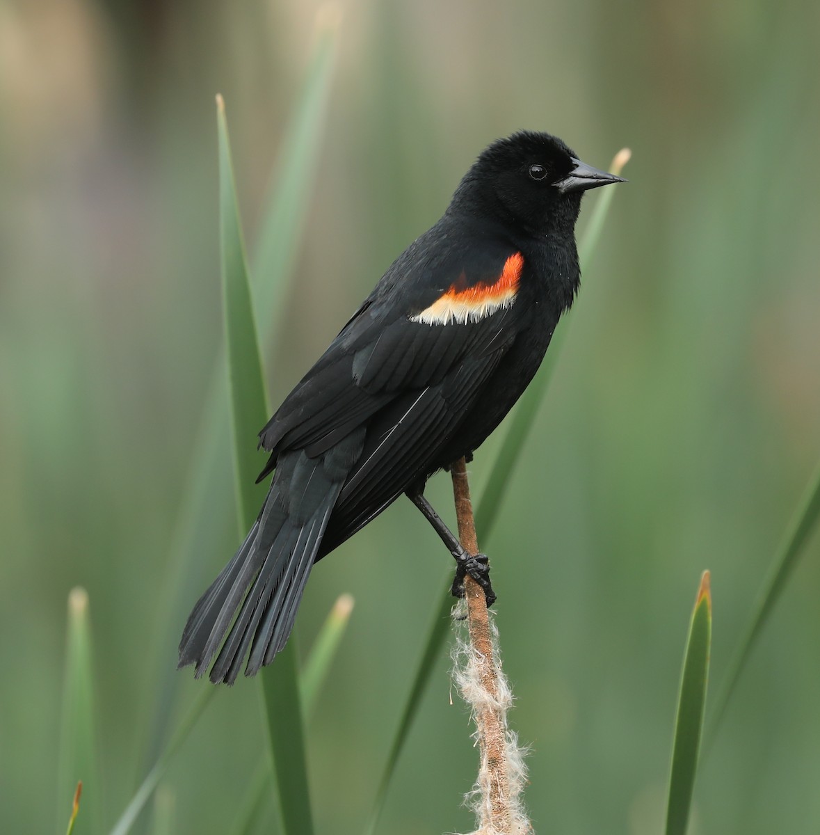 Red-winged Blackbird - ML619390719