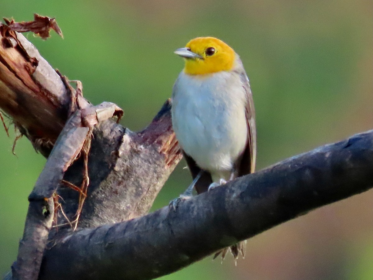 Orange-headed Tanager - Greg Vassilopoulos