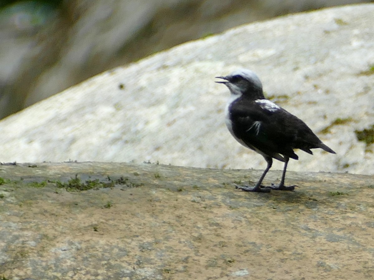 White-capped Dipper - Pierre Bonmariage