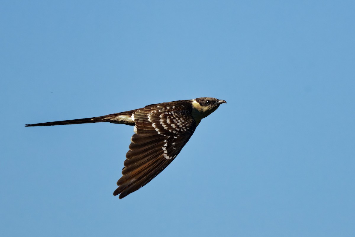 Great Spotted Cuckoo - Andrew Jarwick