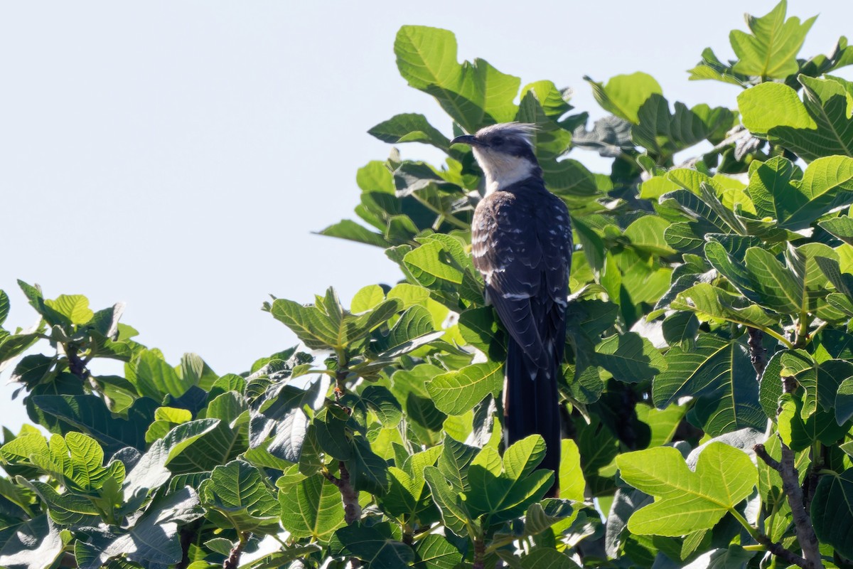 Great Spotted Cuckoo - Andrew Jarwick