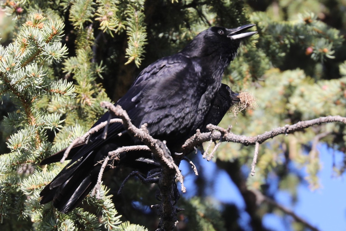 American Crow - Grant Frost