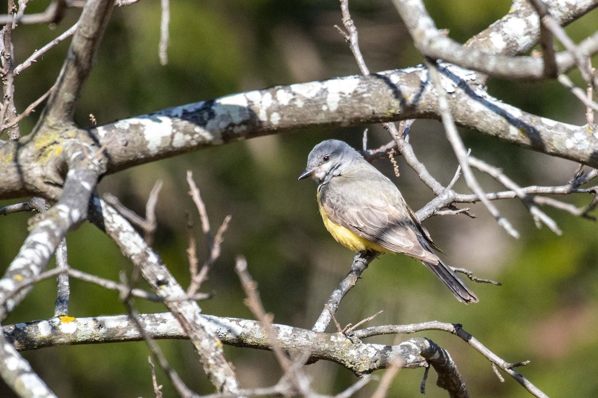 Western Kingbird - ML619390742