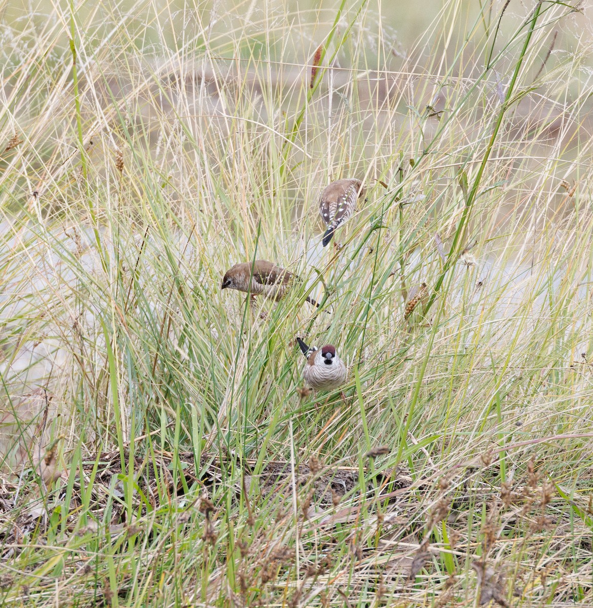 Plum-headed Finch - ML619390754