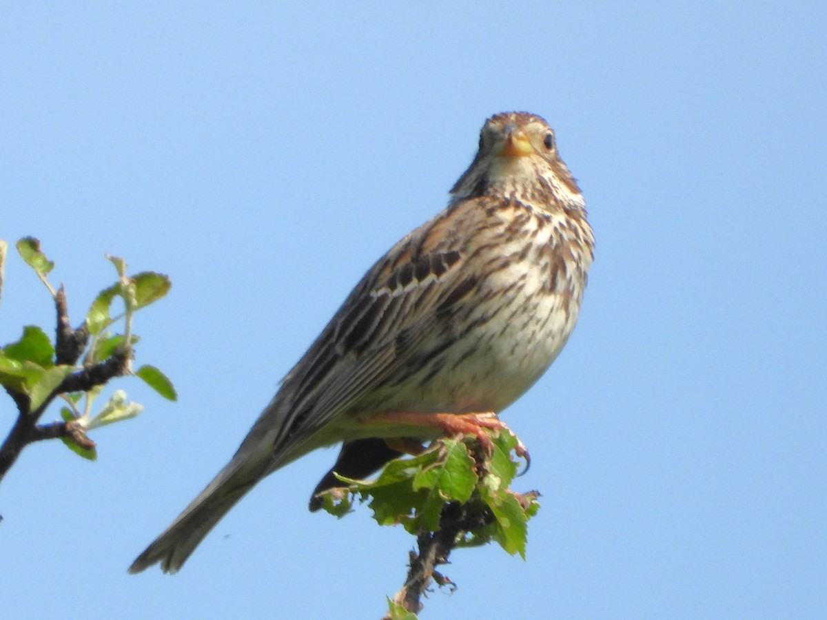 Corn Bunting - Pavel Hastík