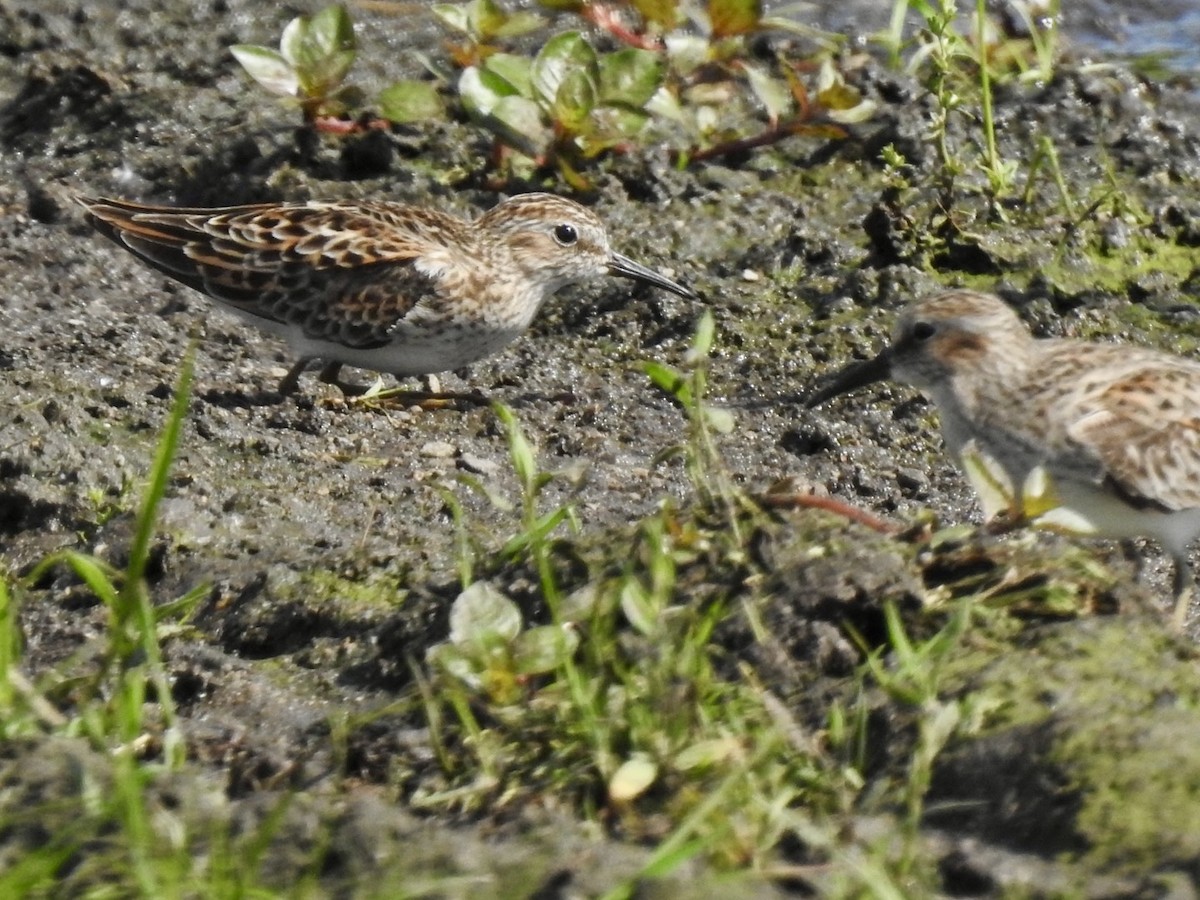 Least Sandpiper - Ariel Dunham