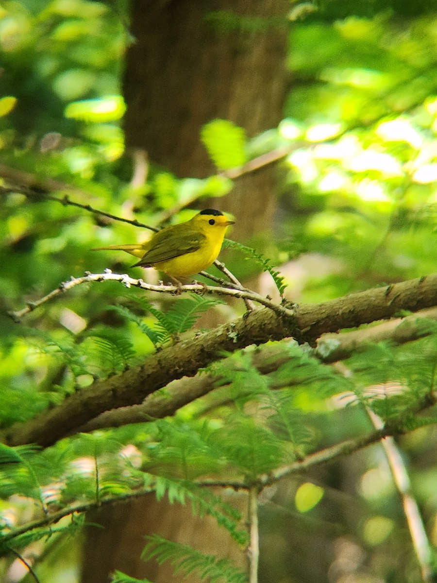 Wilson's Warbler - Brandon Reed