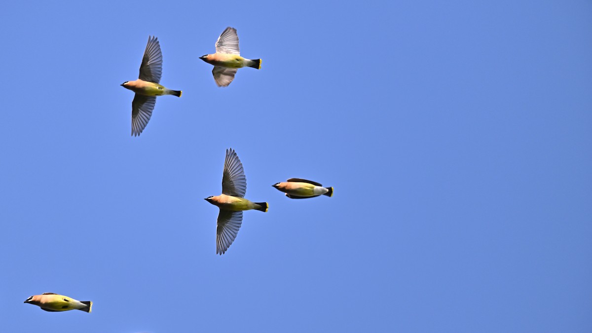 Cedar Waxwing - Soren Bentzen