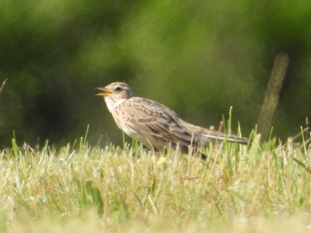 Eurasian Skylark - Pavel Hastík