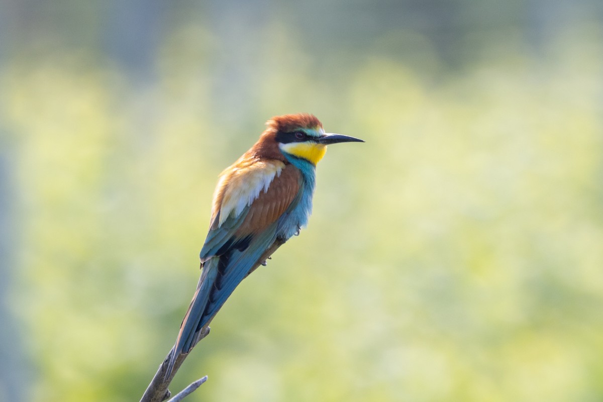 European Bee-eater - Carsten Sekula