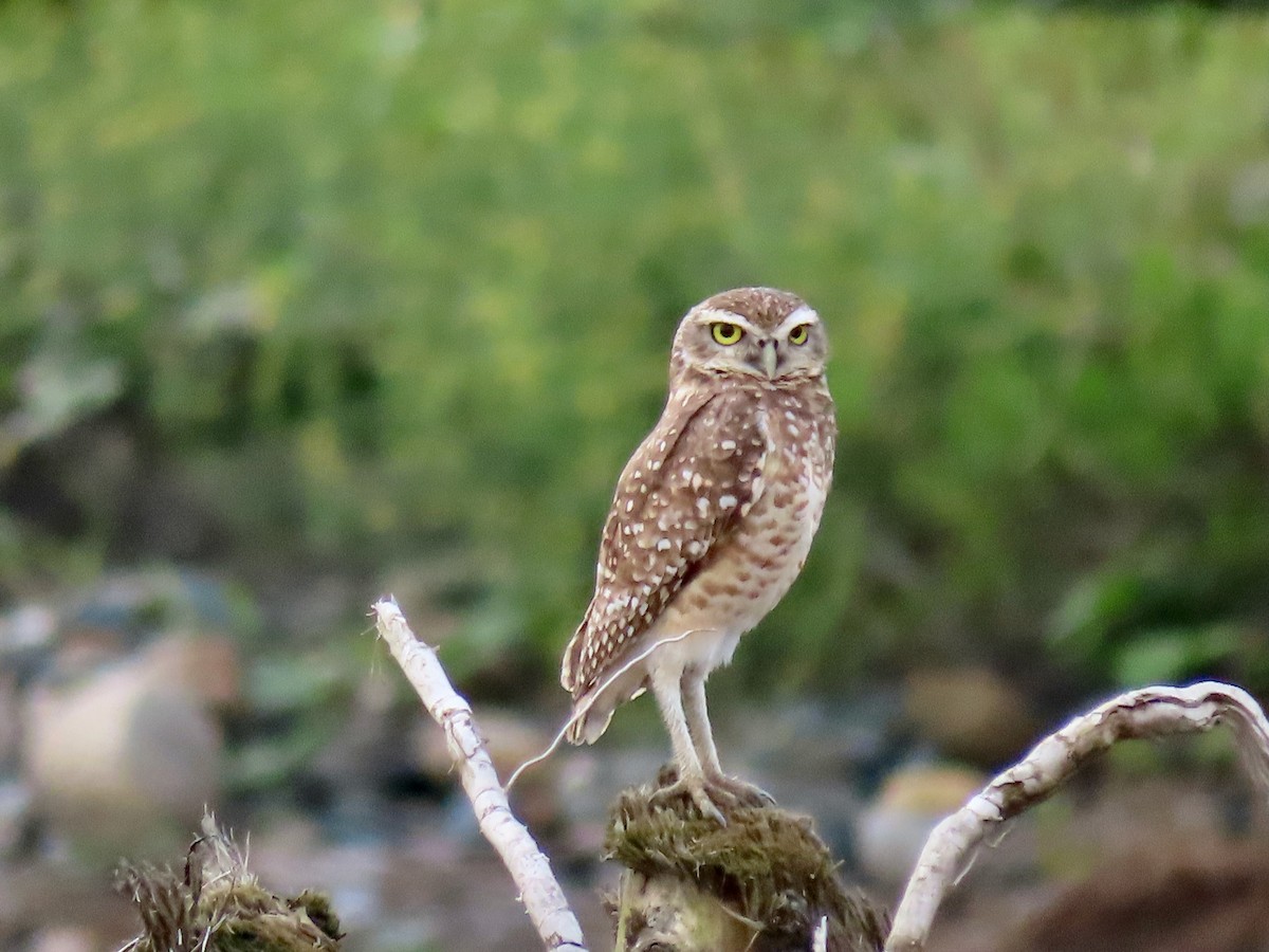 Burrowing Owl - Greg Vassilopoulos