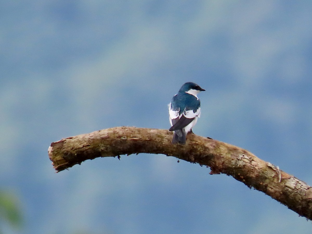 White-winged Swallow - Greg Vassilopoulos