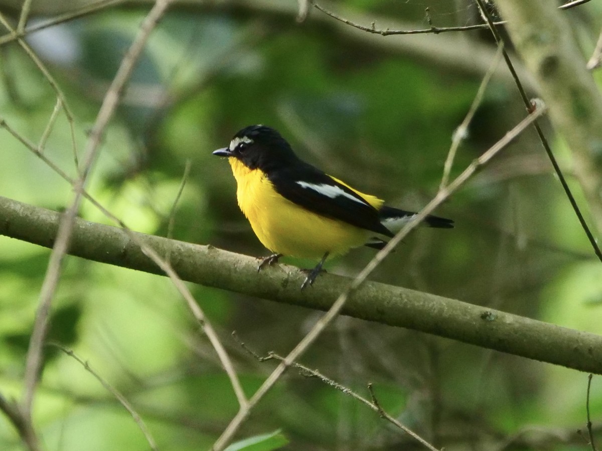 Yellow-rumped Flycatcher - Litao Yu