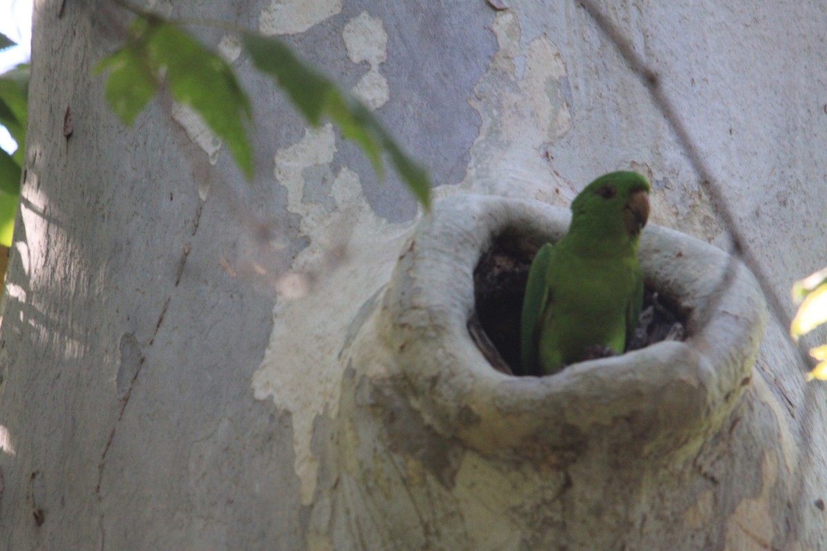 Green Parakeet - Javier Cruz Nieto