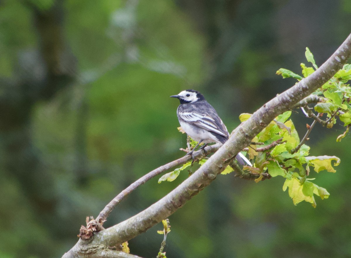 White Wagtail - ML619390830