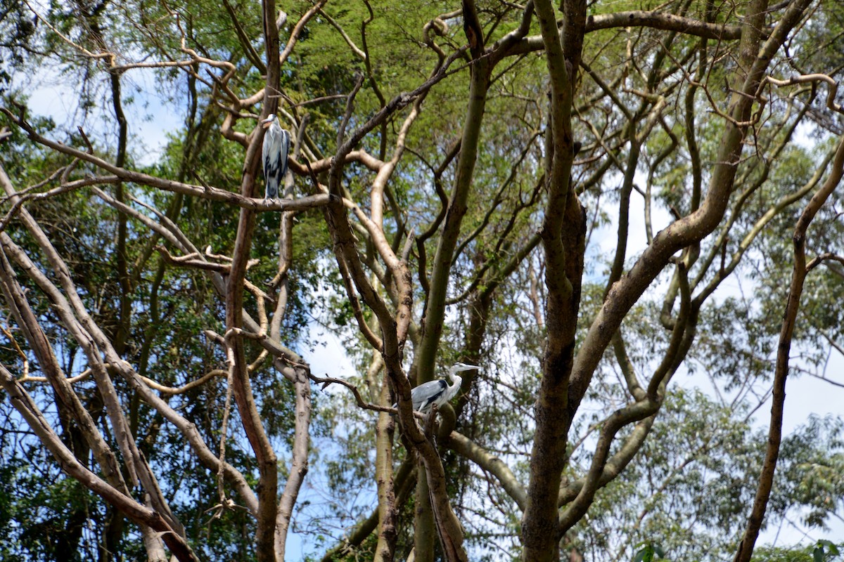 Black-headed Heron - Katie Dustman